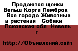 Продаются щенки Вельш Корги Пемброк  - Все города Животные и растения » Собаки   . Псковская обл.,Невель г.